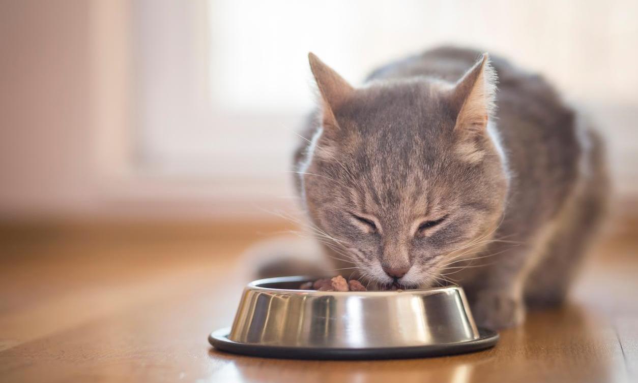 Woman claims she's getting sick because stepmother won't feed her cat