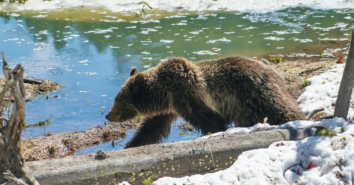 grizzly bear yellowstone trophy hunting