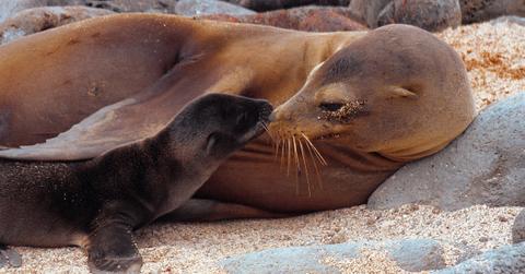 sea lion pup new zealand