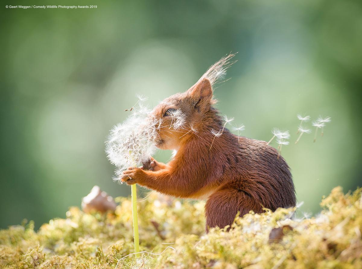 geert weggen_squirrel wishes_