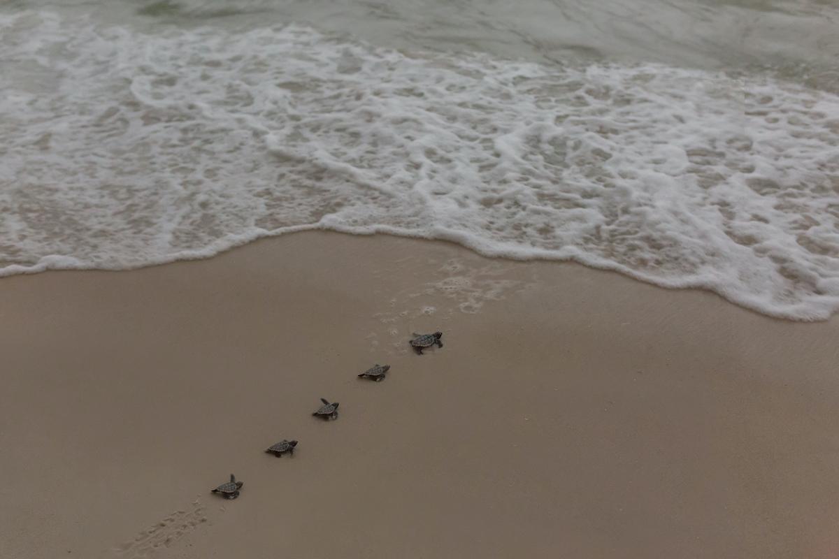 sea turtles