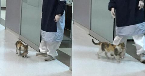featured-cat-hospital-1588345801661-1588355481967.jpg