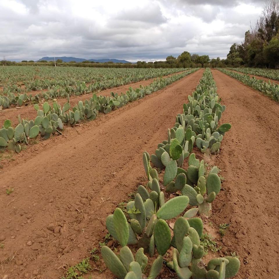 cactus leather