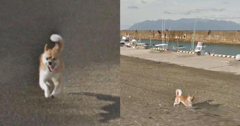 doggo-1523538925125-1574346487161.jpg
