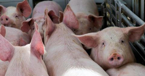 pigs-truck-1586889526935-1586953266292.jpg