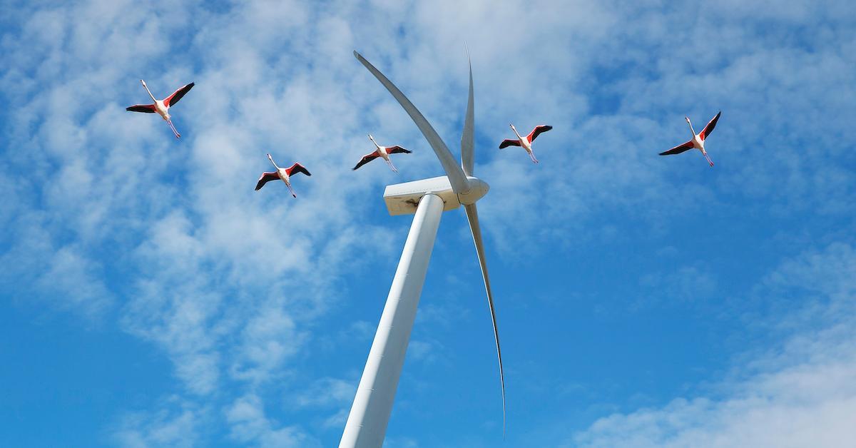 wind turbines birds paint