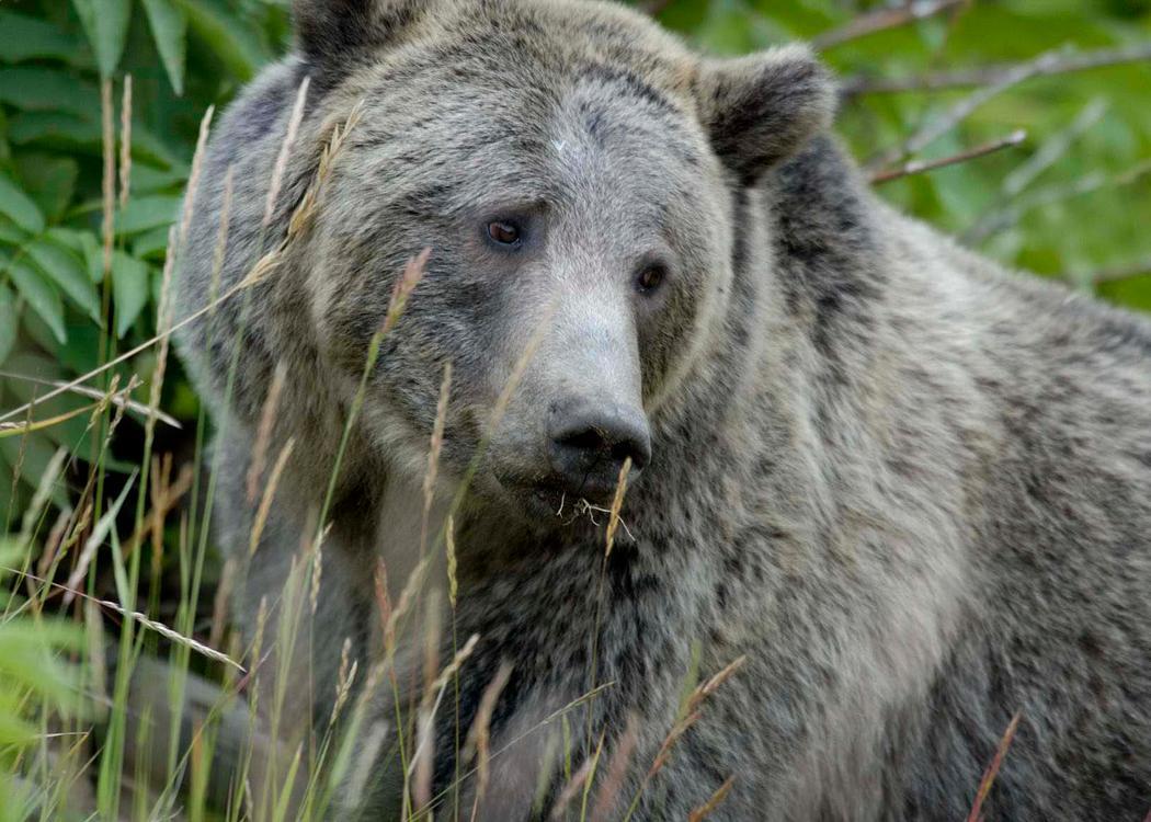 grizzly bear yellowstone endangered