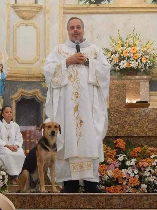 priest dogs