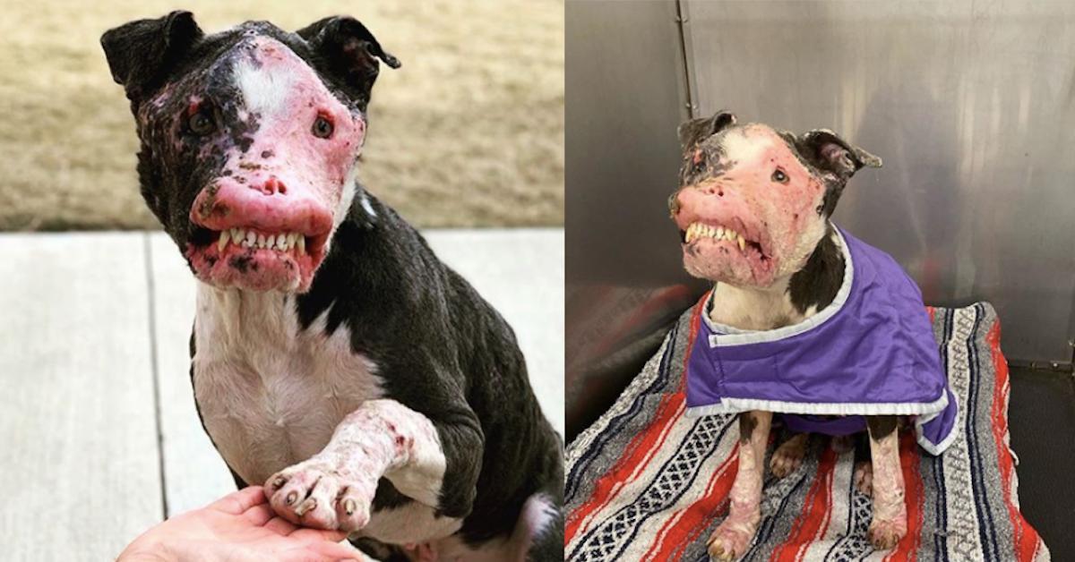 This disfigured dog receives lots of love as he recovers after being exhausted