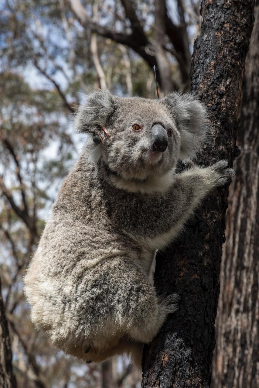 ian brown koala release march sw