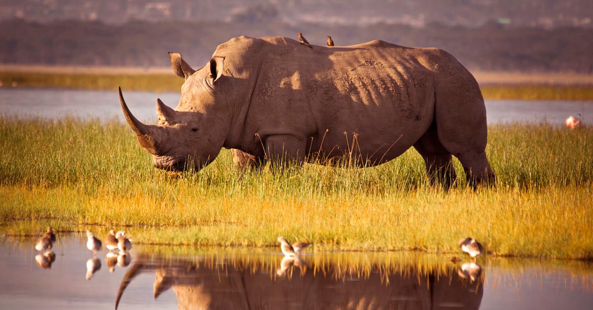 Can Fake Rhino Horn Stop the Poaching of a Species at Risk?