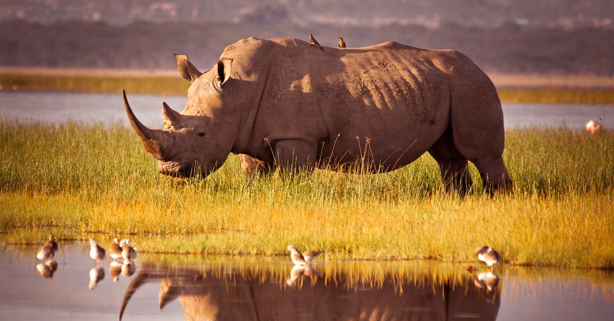 Scientists create fake rhino horn out of horsehair in a bid to save species