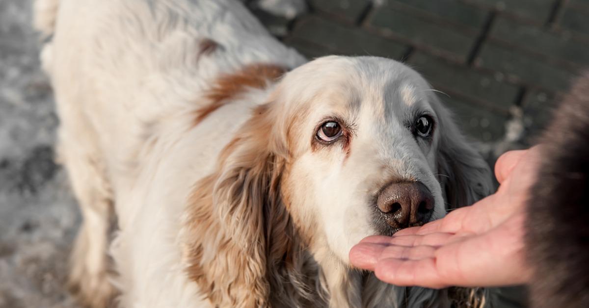 large white dog with brown spots sniffing the persons hand picture id