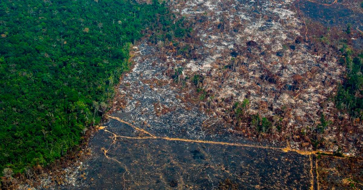 amazon rainforest deforestation increase