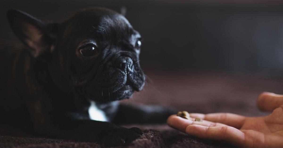 cute french puppy receiving some food from a humans hand picture id