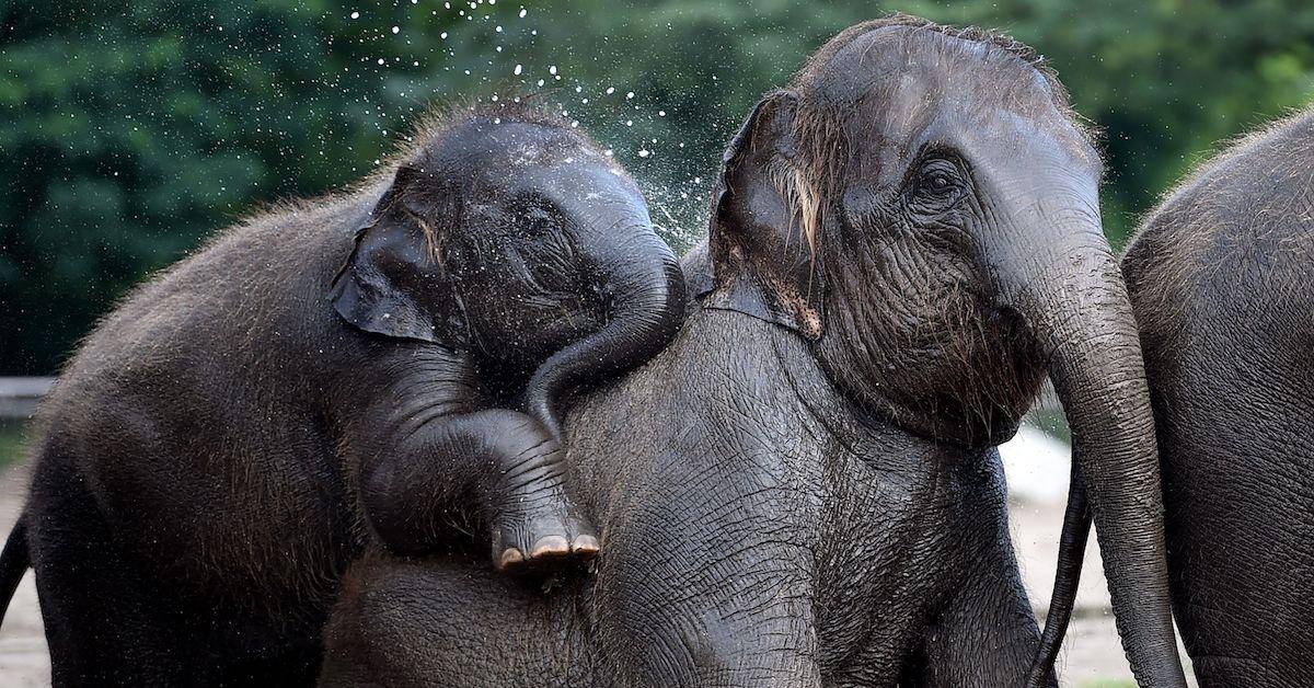 denmark circus elephants retire