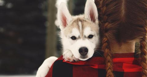 animal-cruelty-nationwide-felony-pact-act-trump-1574785174370-1574861503479.jpg