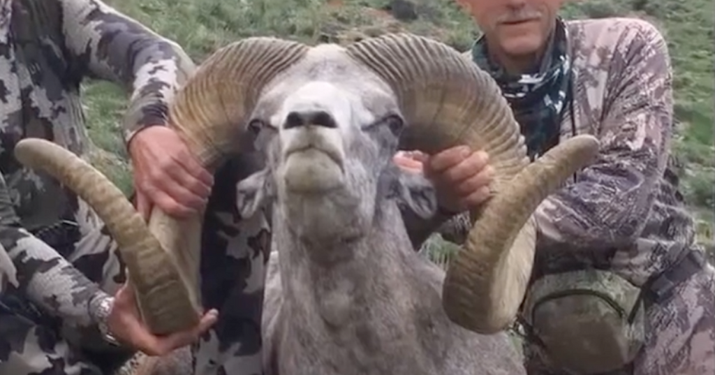 walter palmer mongolian sheep