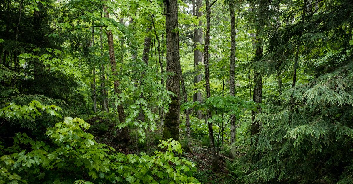 hungary plant trees climate policy