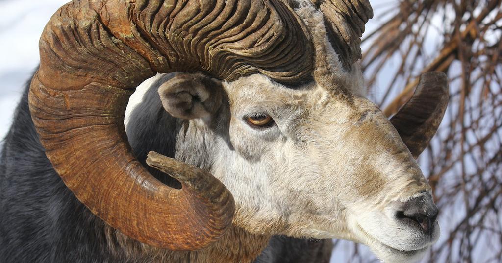 mongolian sheep