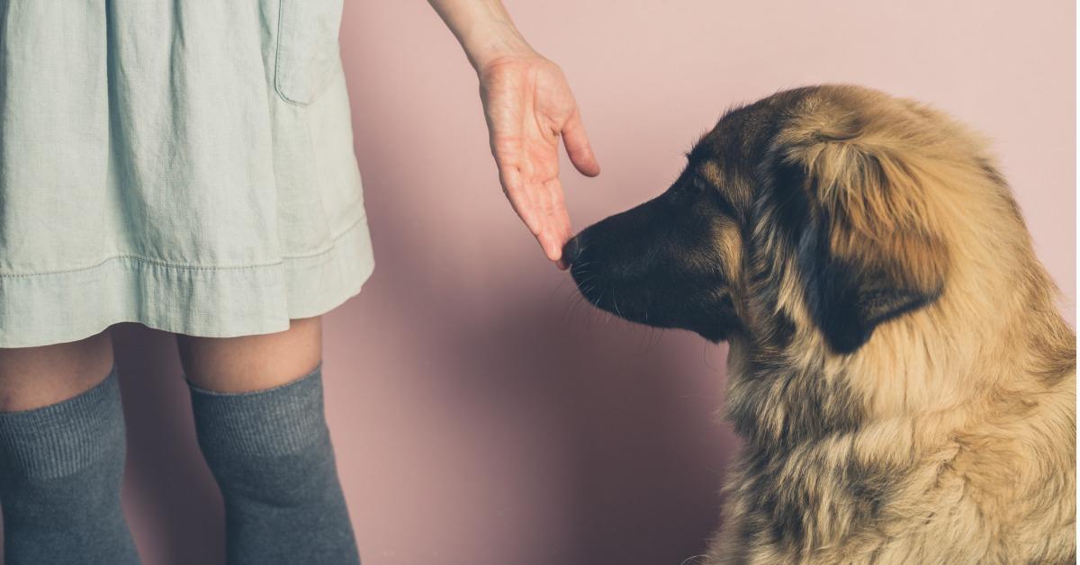 big dog smelling hand of woman picture id