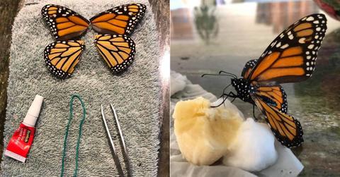 butterfly surgeon cover