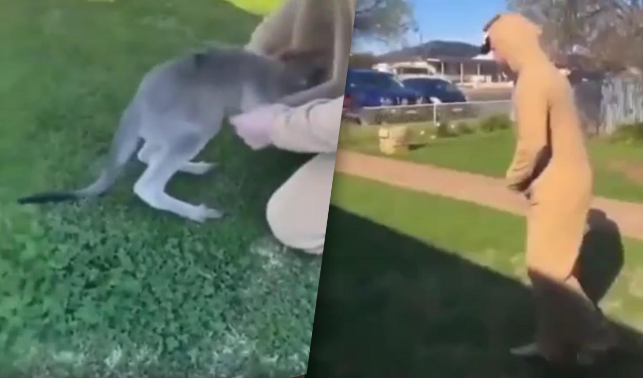 kangaroo