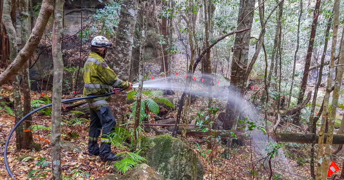 australian firefighters wollemi pine trees fires