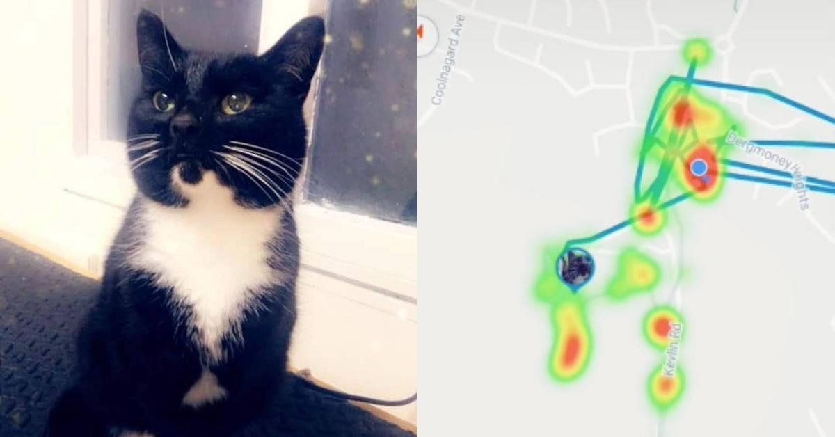 featured cat gps