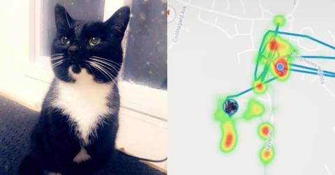 featured cat gps
