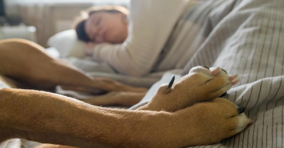 sleeping in bed with a pet dog picture id