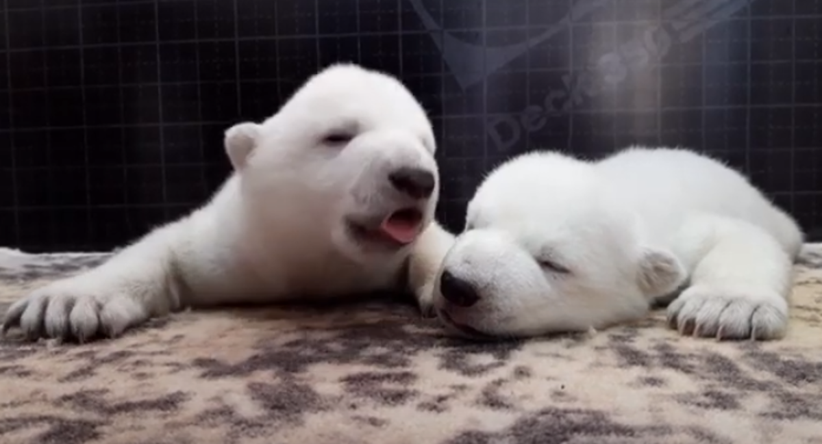 polar bear cubs abandoned by mom