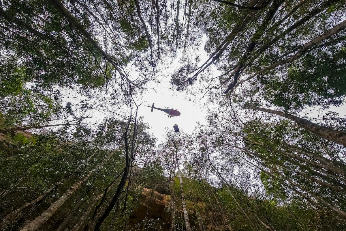 australian firefighters wollemi pine trees fires