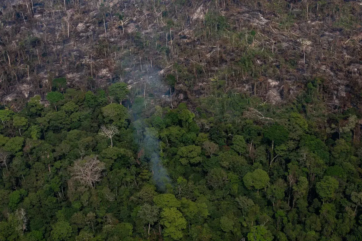 amazon rainforest  fires