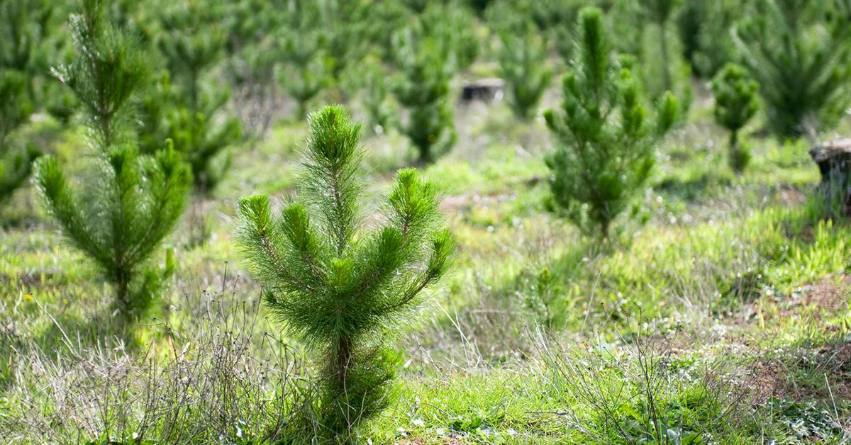 replanting trees forest