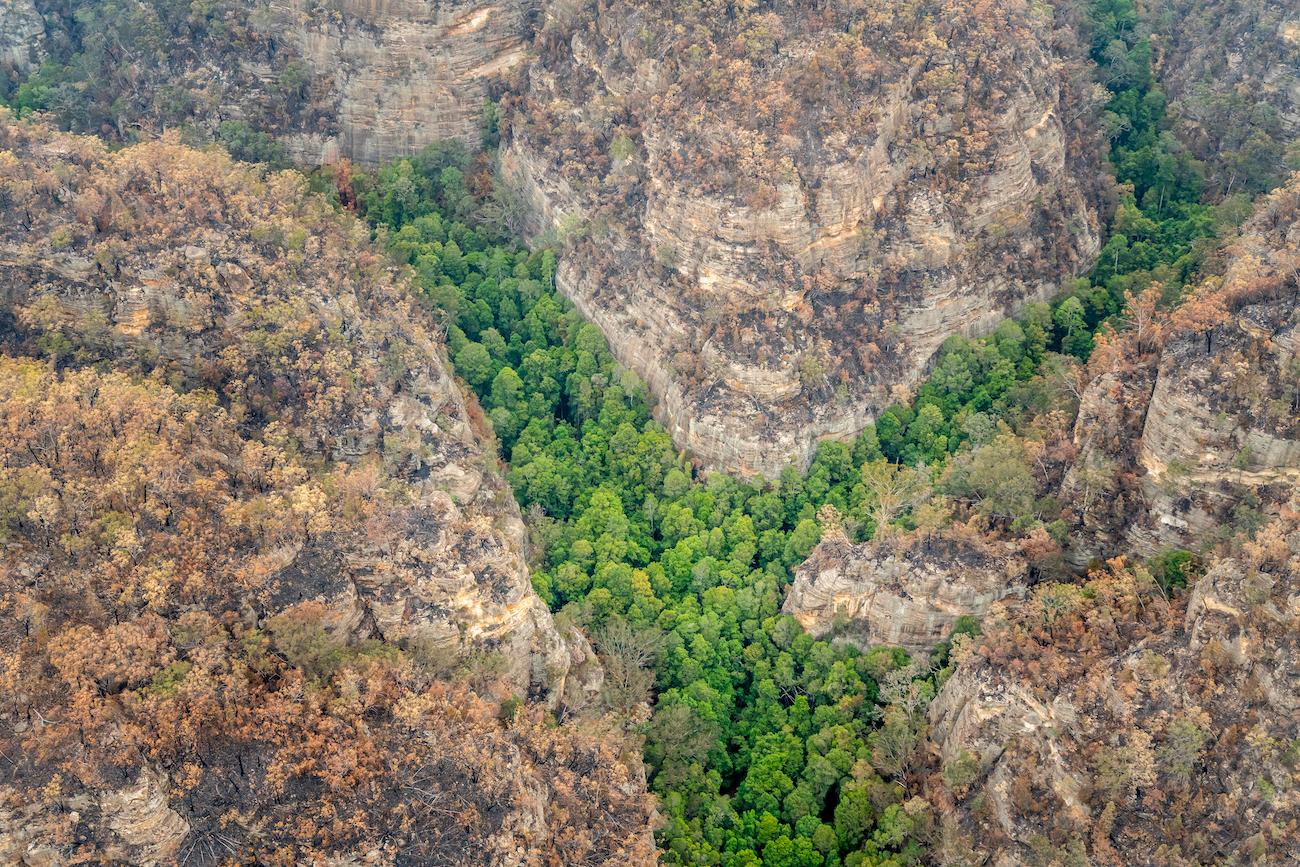 australian firefighters wollemi pine trees fires