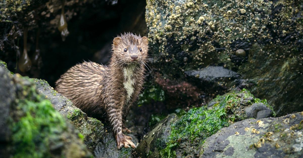 mink farming denmark