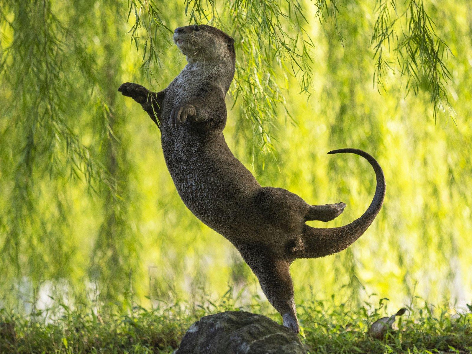 underwater category winnerotter kwekotter ballerina