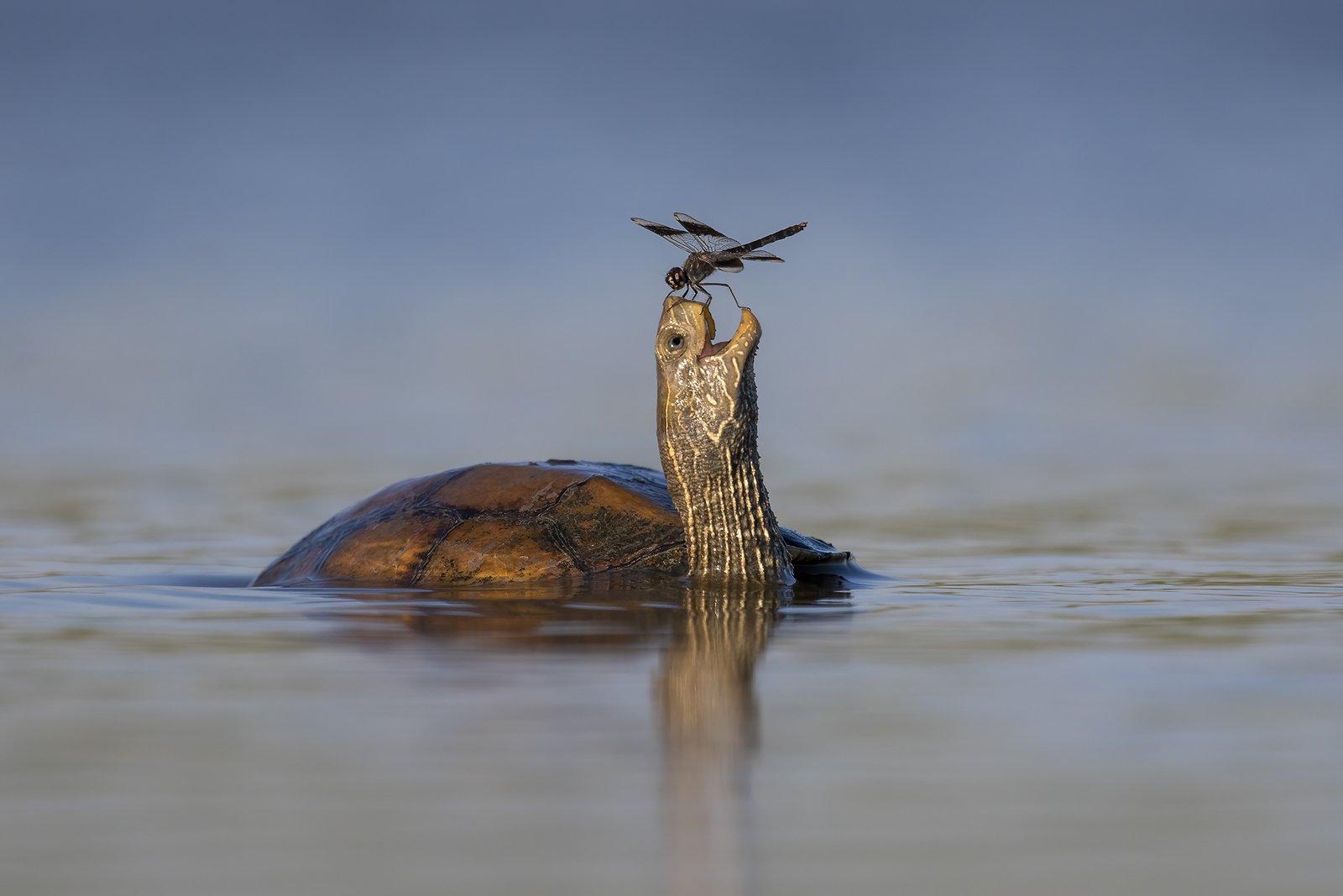 highly commendedtzahi finkelsteinthe happy turtle