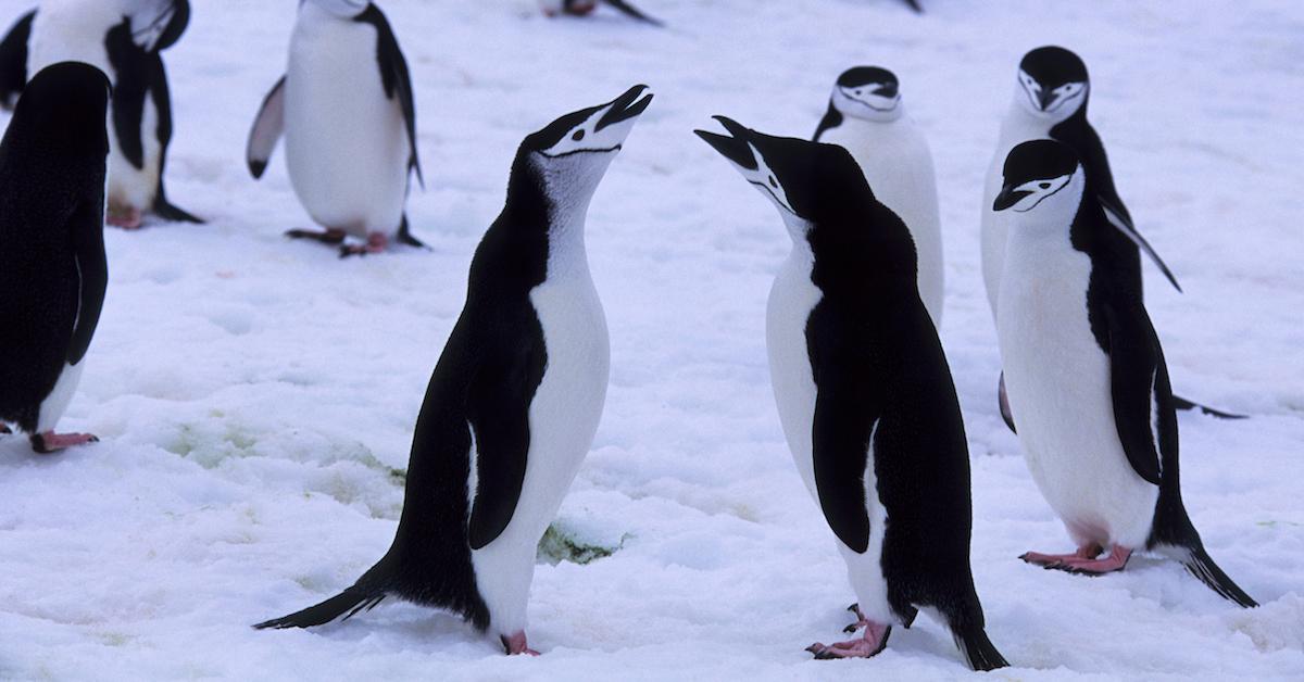 chinstrap penguins