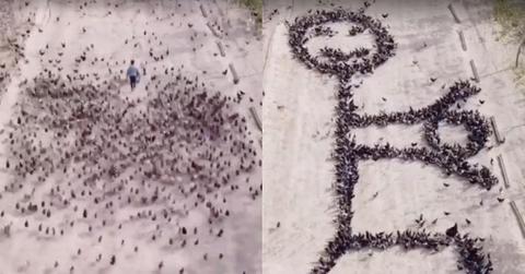 featured bird picture