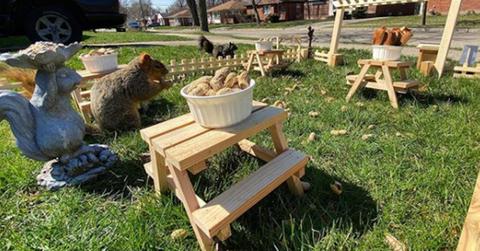 featured squirrel restaurant