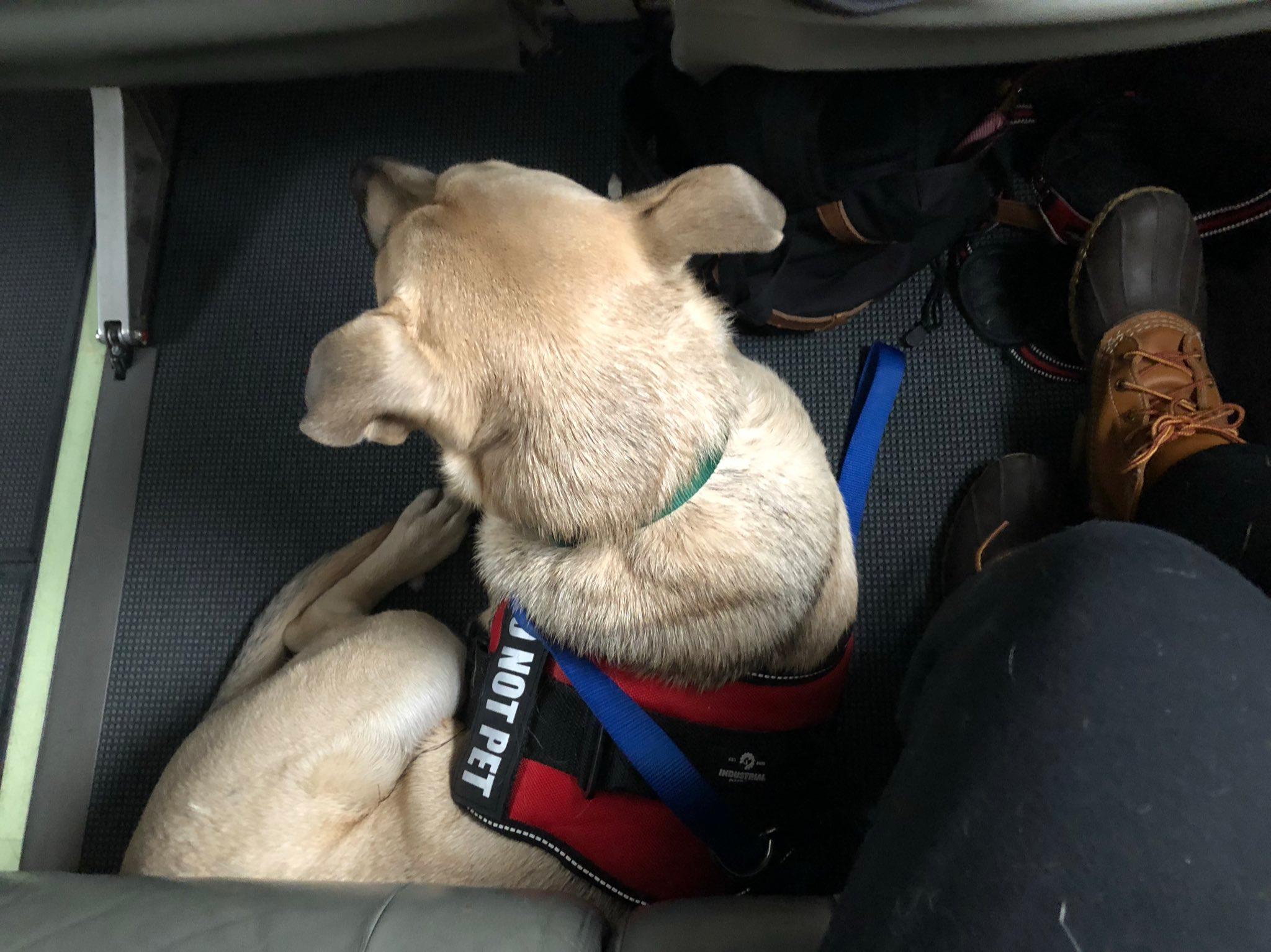 coffeespoonie service dog dovi