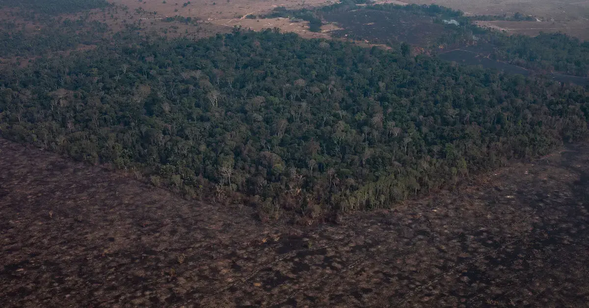 Humans could completely destroy the Amazon Rainforest by 2064