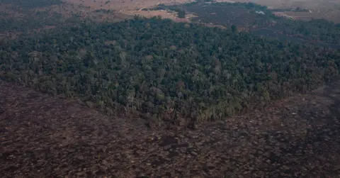 amazon rainforest savanna