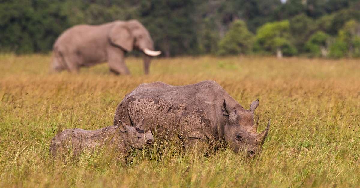 rhino elephant tanzania africa