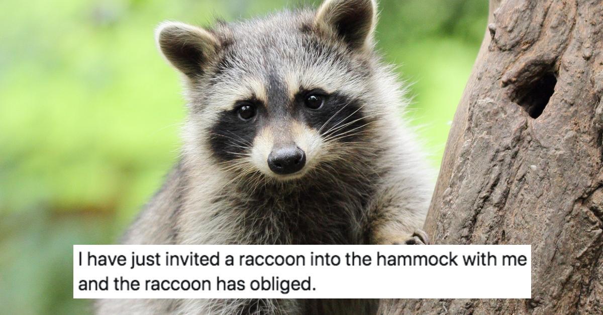 featured raccoon