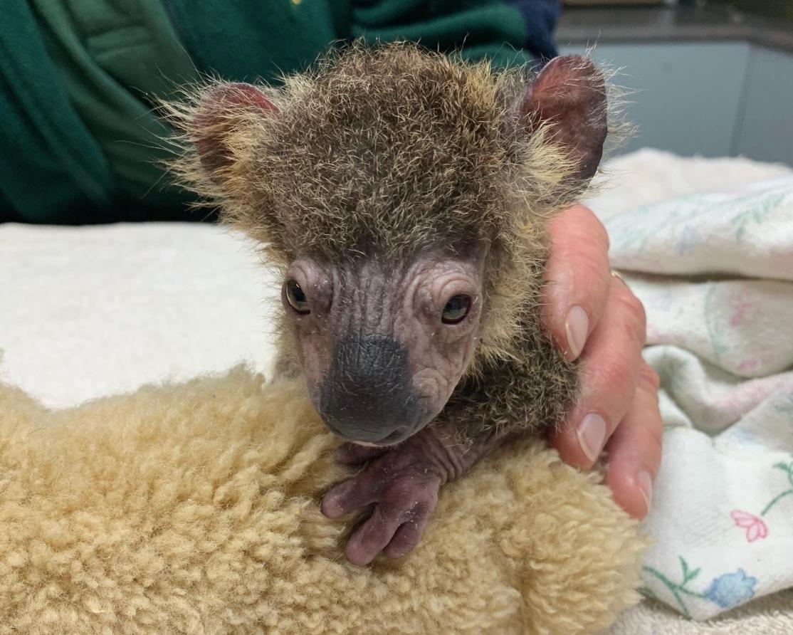 rescued koala named Dimples thriving in wild with joey of her own