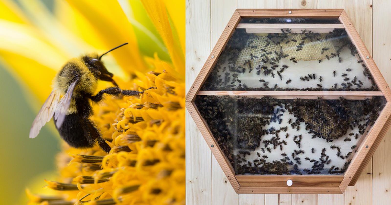 Bees Declared Earth's Most Important Species — How To Protect Them