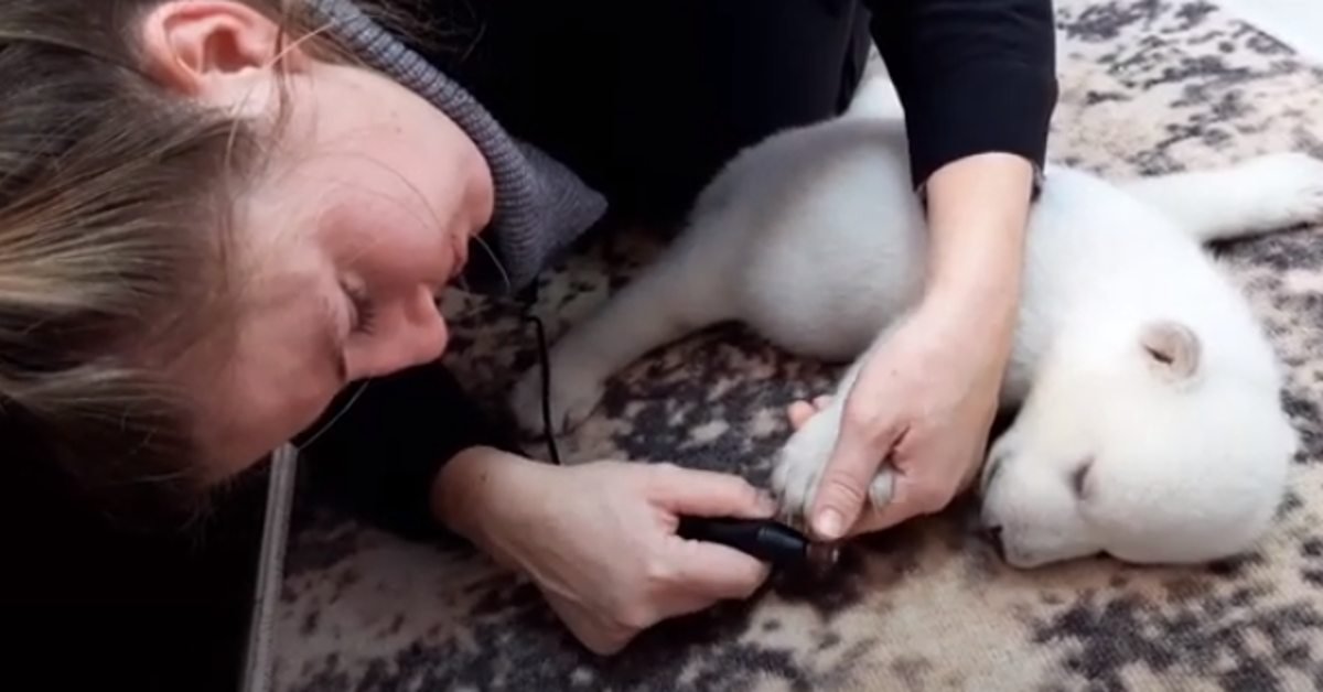 polar bear cubs abandoned by mom